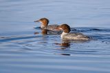 Common Mergansers