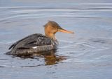 Red-breasted Merganser