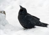 American Crow