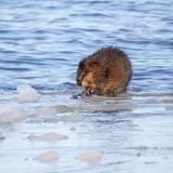 Muskrat