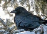 American Crow