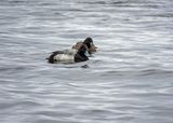 Lesser Scaups