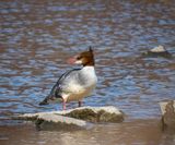 Common Merganser