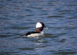 Bufflehead