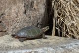 Painted Turtle