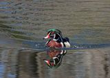 Wood Duck