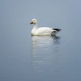 Snow Goose