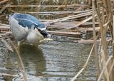 Black-crowned Night Heron