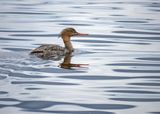 Red-breasted Merganser