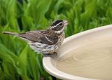 Rose-breasted Grosbeak