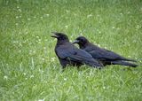American Crows