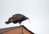 IMG_0396-5x7.jpg