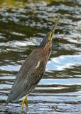 Green Heron