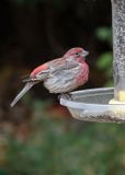House Finch