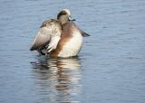 American Wigeon - 2 photos