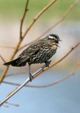 Red-winged Blackbird - female