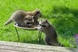Raccoons