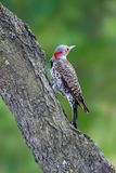 Northern Flicker