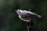 White-breasted Nuthatch