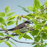 Eastern Kingbird
