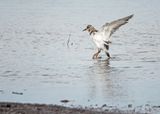 Ruddy Turnstone