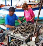 Creating oyster is an important activity in Sambaqui and many other places of the island.  
