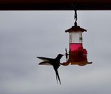 Hummingbirds come to say hello.