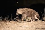 Brown hyena 