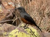 Mocking cliff chat 