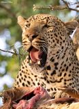 Nchila - Male leopard