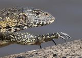 Nile Water monitor walking