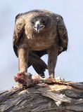 Raptor eating bird Marataba 