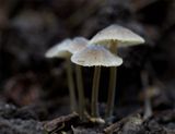 Mycena spec.