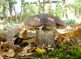 Leccinum scabrum 