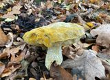 Leccinum scabrum