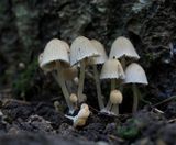 Coprinellus disseminatus