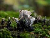 Xylaria hypoxylon