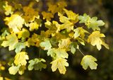 Acer