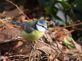 Blue Tit