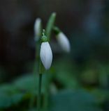 Galanthus nivalis  