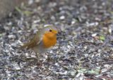 Robin  