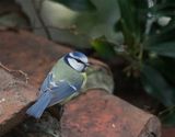 Blue Tit 