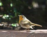 Robin