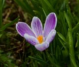 Crocus vernus 