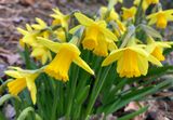 Daffodil