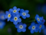 Myosotis sylvatica 