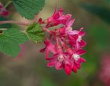 Ribes