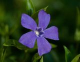 Vinca minor 