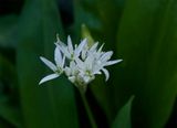Allium ursinum 