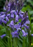 Hyacinthoides hispanica 